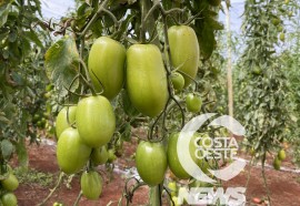 Cultivo protegido do tomate