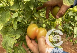 Cultivo protegido do tomate