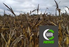 Impactos das geadas no milho safrinha refletem nos pedidos de Proagro na região