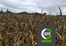 Impactos das geadas no milho safrinha refletem nos pedidos de Proagro na região