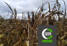 Impactos das geadas no milho safrinha refletem nos pedidos de Proagro na região