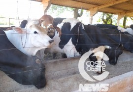  Em propriedade diversificada, produtor rural prioriza soja e gado de corte fica em segundo plano