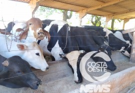  Em propriedade diversificada, produtor rural prioriza soja e gado de corte fica em segundo plano