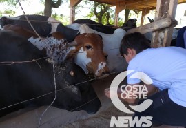  Em propriedade diversificada, produtor rural prioriza soja e gado de corte fica em segundo plano