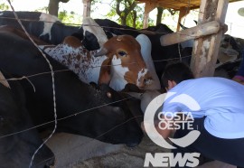  Em propriedade diversificada, produtor rural prioriza soja e gado de corte fica em segundo plano