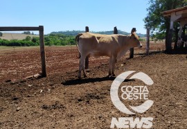  Em propriedade diversificada, produtor rural prioriza soja e gado de corte fica em segundo plano