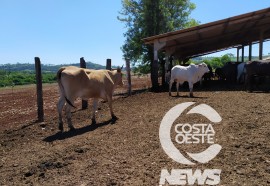  Em propriedade diversificada, produtor rural prioriza soja e gado de corte fica em segundo plano