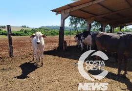  Em propriedade diversificada, produtor rural prioriza soja e gado de corte fica em segundo plano