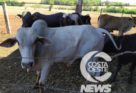  Em propriedade diversificada, produtor rural prioriza soja e gado de corte fica em segundo plano