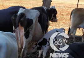  Em propriedade diversificada, produtor rural prioriza soja e gado de corte fica em segundo plano