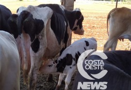  Em propriedade diversificada, produtor rural prioriza soja e gado de corte fica em segundo plano