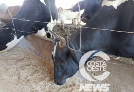  Em propriedade diversificada, produtor rural prioriza soja e gado de corte fica em segundo plano