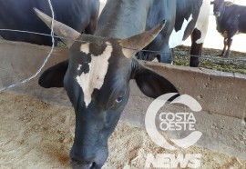  Em propriedade diversificada, produtor rural prioriza soja e gado de corte fica em segundo plano