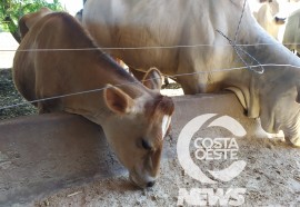  Em propriedade diversificada, produtor rural prioriza soja e gado de corte fica em segundo plano