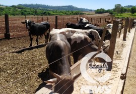  Em propriedade diversificada, produtor rural prioriza soja e gado de corte fica em segundo plano