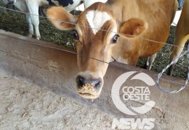  Em propriedade diversificada, produtor rural prioriza soja e gado de corte fica em segundo plano