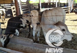  Em propriedade diversificada, produtor rural prioriza soja e gado de corte fica em segundo plano