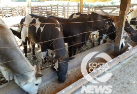  Em propriedade diversificada, produtor rural prioriza soja e gado de corte fica em segundo plano