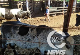  Em propriedade diversificada, produtor rural prioriza soja e gado de corte fica em segundo plano