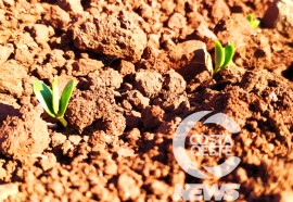  Em propriedade diversificada, produtor rural prioriza soja e gado de corte fica em segundo plano