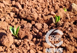  Em propriedade diversificada, produtor rural prioriza soja e gado de corte fica em segundo plano