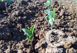  Em propriedade diversificada, produtor rural prioriza soja e gado de corte fica em segundo plano