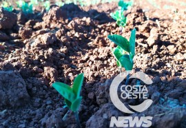  Em propriedade diversificada, produtor rural prioriza soja e gado de corte fica em segundo plano