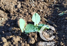  Em propriedade diversificada, produtor rural prioriza soja e gado de corte fica em segundo plano