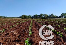  Em propriedade diversificada, produtor rural prioriza soja e gado de corte fica em segundo plano