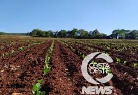  Em propriedade diversificada, produtor rural prioriza soja e gado de corte fica em segundo plano