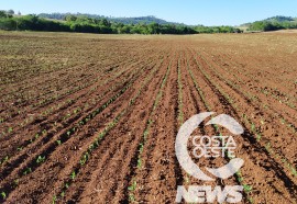  Em propriedade diversificada, produtor rural prioriza soja e gado de corte fica em segundo plano