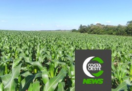 Produção de frango caipira mantém família no campo 