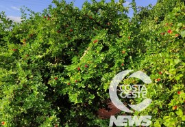 Expedição Costa Oeste: Netos batizam agroindústria de poupas de frutas em homenagem avó
