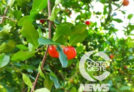 Expedição Costa Oeste: Netos batizam agroindústria de poupas de frutas em homenagem avó