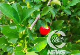 Expedição Costa Oeste: Netos batizam agroindústria de poupas de frutas em homenagem avó