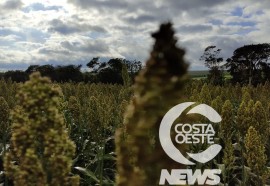 Expedição Costa Oeste sorgo 108