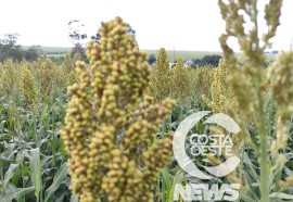 Expedição Costa Oeste sorgo 108