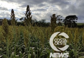 Expedição Costa Oeste sorgo 108