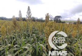 Expedição Costa Oeste sorgo 108