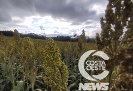 Expedição Costa Oeste sorgo 108