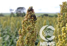 Expedição Costa Oeste sorgo 108