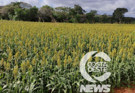 Expedição Costa Oeste sorgo 108