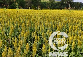 Expedição Costa Oeste sorgo 108