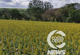 Expedição Costa Oeste sorgo 108