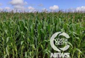 Expedição Costa Oeste sorgo 108