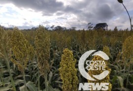 Expedição Costa Oeste sorgo 108