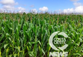 Expedição Costa Oeste sorgo 108