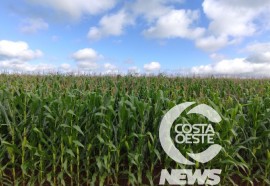 Expedição Costa Oeste sorgo 108