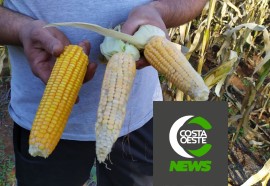 Expedição Costa Oeste: Com temperatura negativas geadas voltam a castigar lavouras e pastagens 