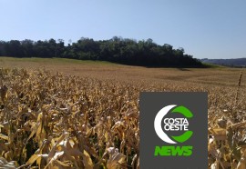 Expedição Costa Oeste: Com temperatura negativas geadas voltam a castigar lavouras e pastagens 